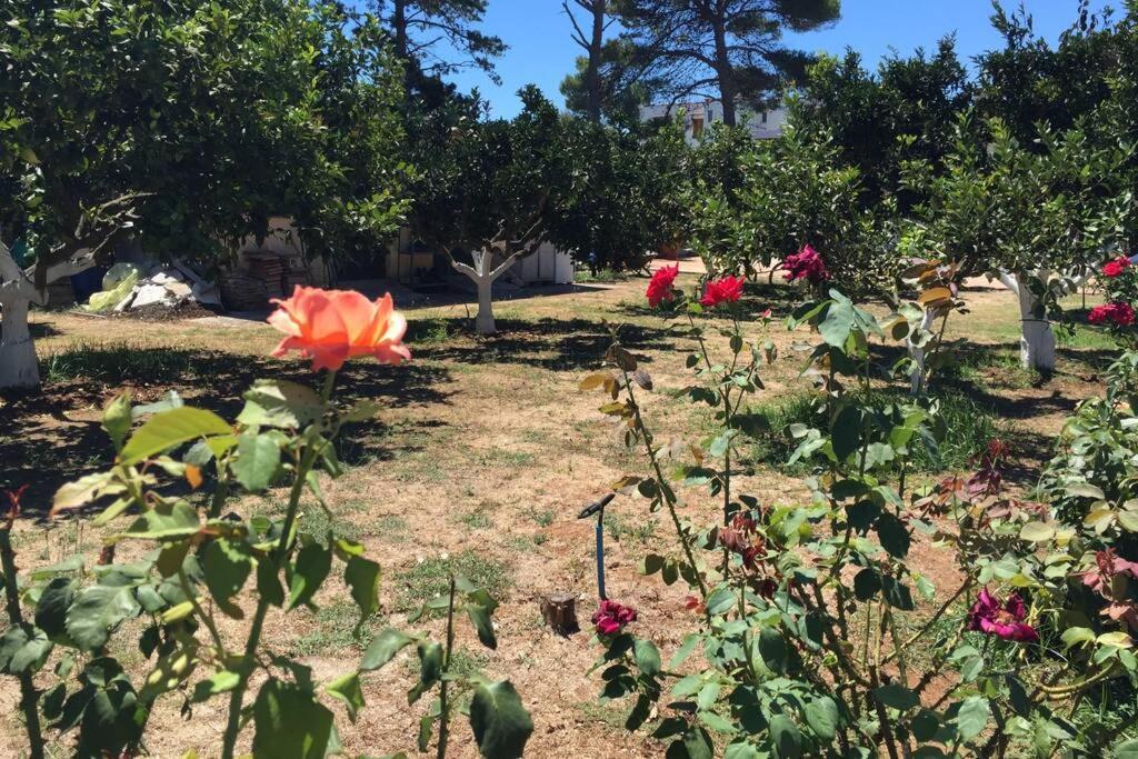 The Orange Grove Garden Room Μύτικας Εξωτερικό φωτογραφία